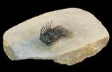Rare Species Of Koneprusia Trilobite - Atchana, Morocco #126215-1